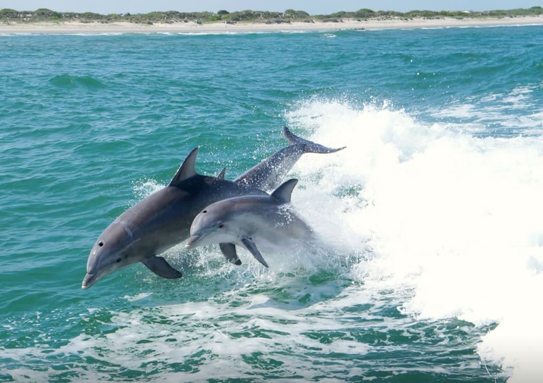 picture of 2 dolphins jumping out of the water